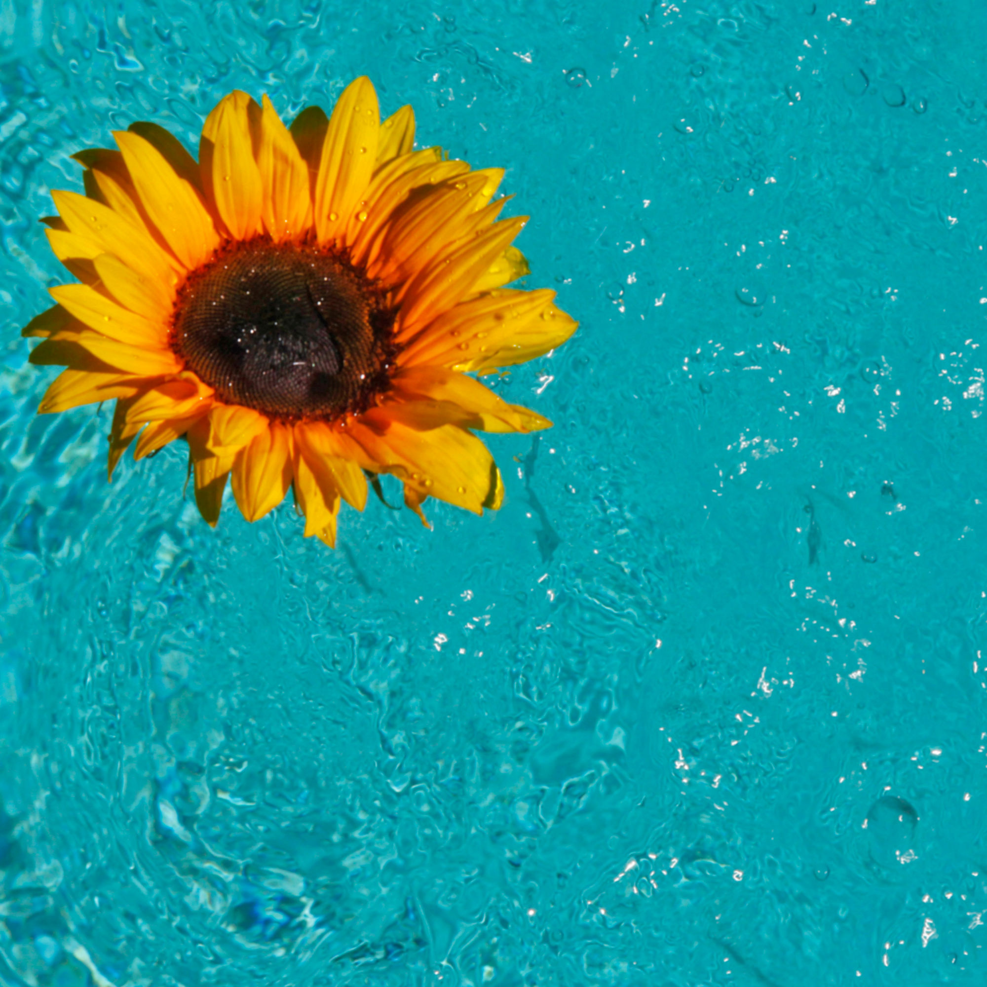 Sunflower Corner - 8x8 sq