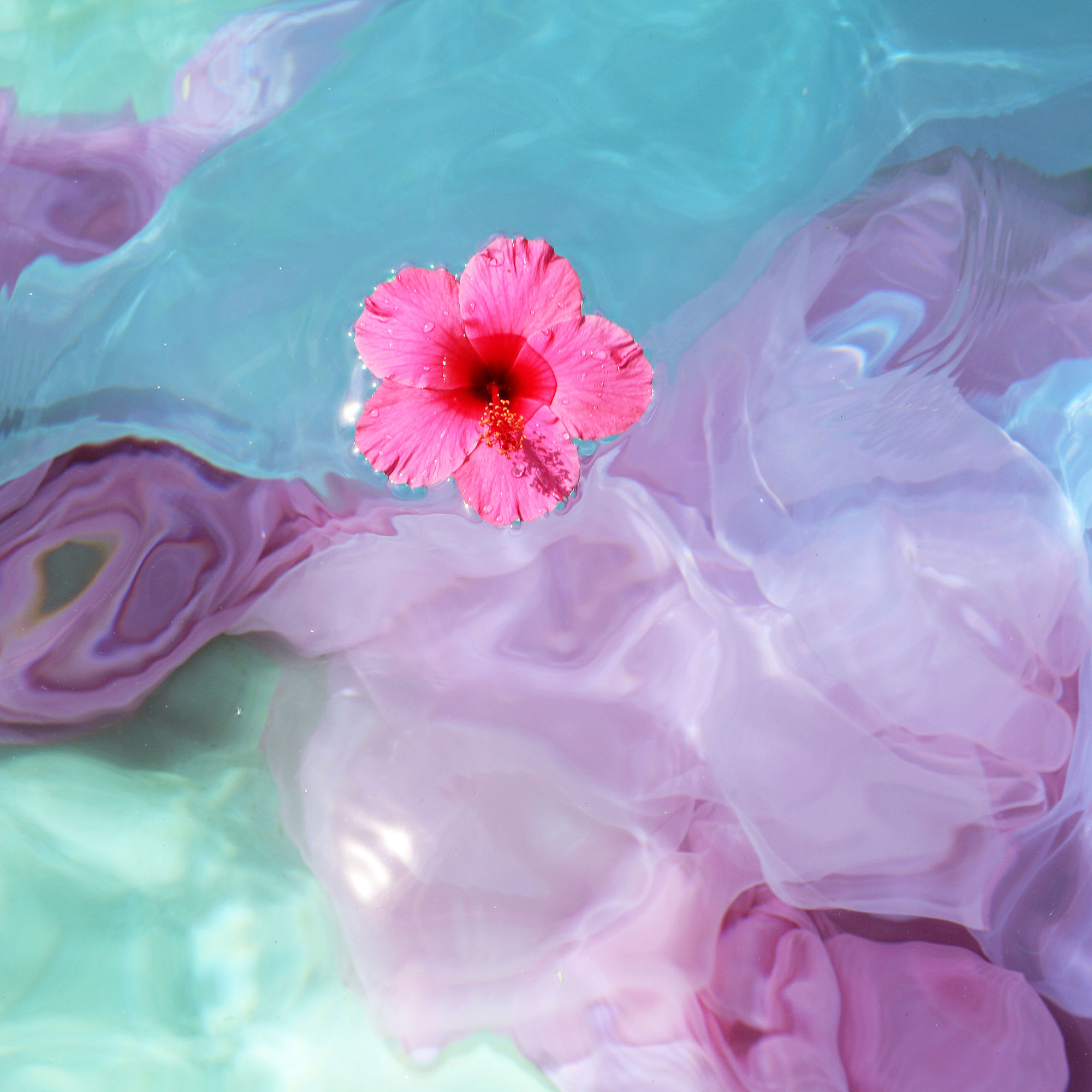 Pink Hibiscus - 8x8 sq