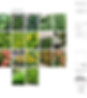 Tree Palette - Malulani Place copy.jpg