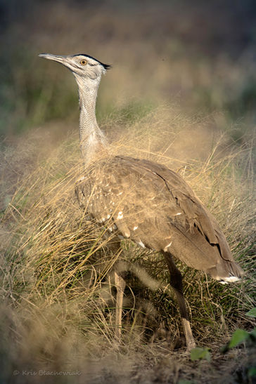 drop arabski - Arabian Bustard - Ardeotis arabs