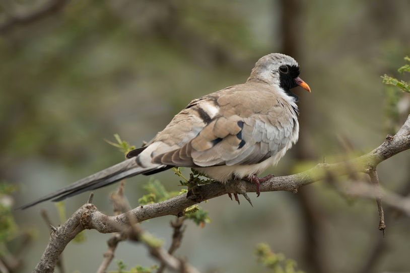 turkaweczka czarnogardła - Oena capensis - Namaqua Dove