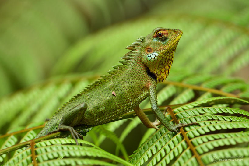 agama - Common Green Forest Lizard - Calotes calotes