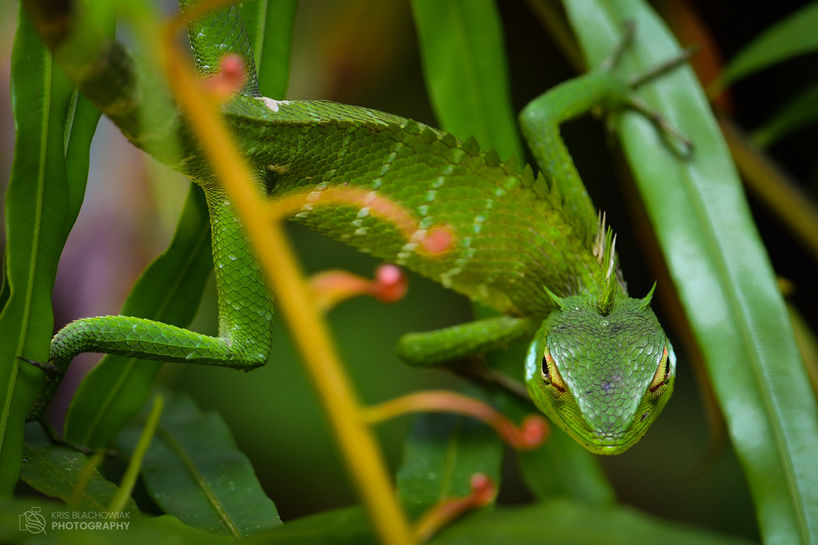 agama - Common Green Forest Lizard - Calotes calotes