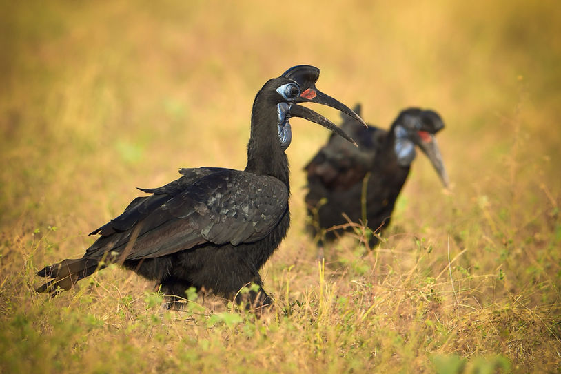 dzioboróg abisyński - Northern Ground-Hornbill - Bucorvus abyssinicus