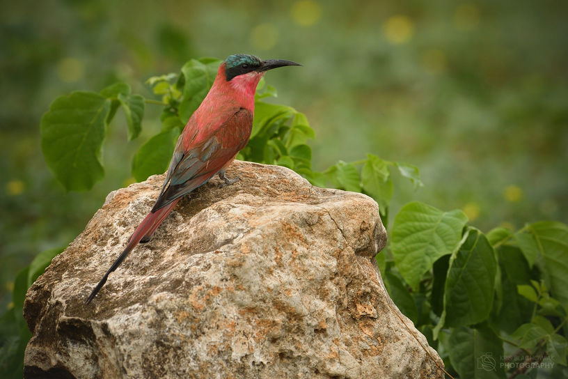żołna karminowa - Southern Carmine Bee-eater - Merops nubicoides