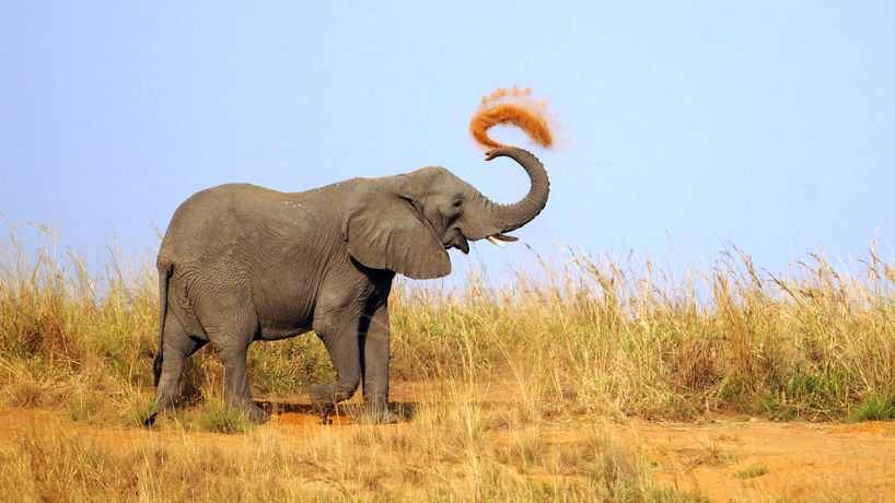 słoń afrykański - African elephant - Loxodonta africana