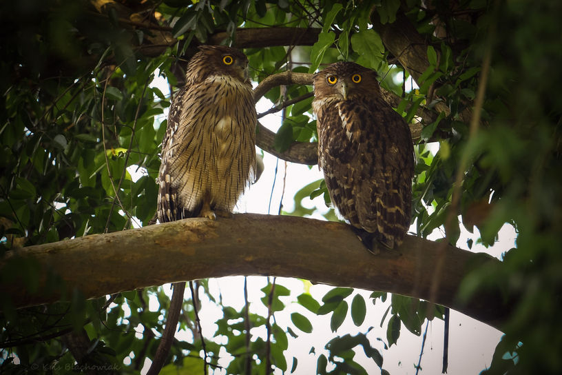 ketupa bosonoga - Brown Fish-Owl - Ketupa zeylonensis