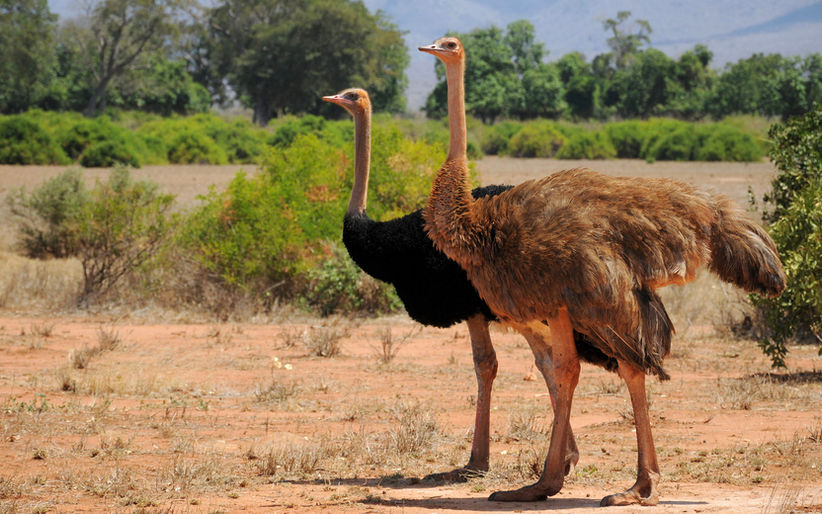 struś szaroskóry - Somali Ostrich - Struthio molybdophanes