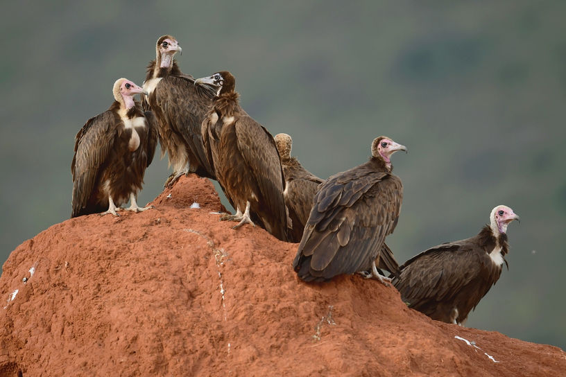 sęp brunatny - Hooded Vulture - Necrosyrtes monachus