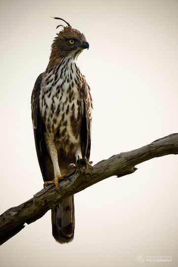 wojownik indyjski - Changeable Hawk Eagle - Nisaetus cirrhatus