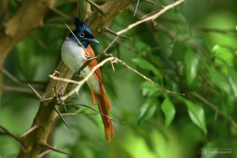 muchodławka rajska - Asian Paradise-Flycatcher - Terpsiphone paradisi