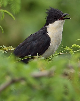 kukulka czarno-biala - Jacobin Cuckoo - Clamator jacobinus - Sri Lanka 450x600.jpg