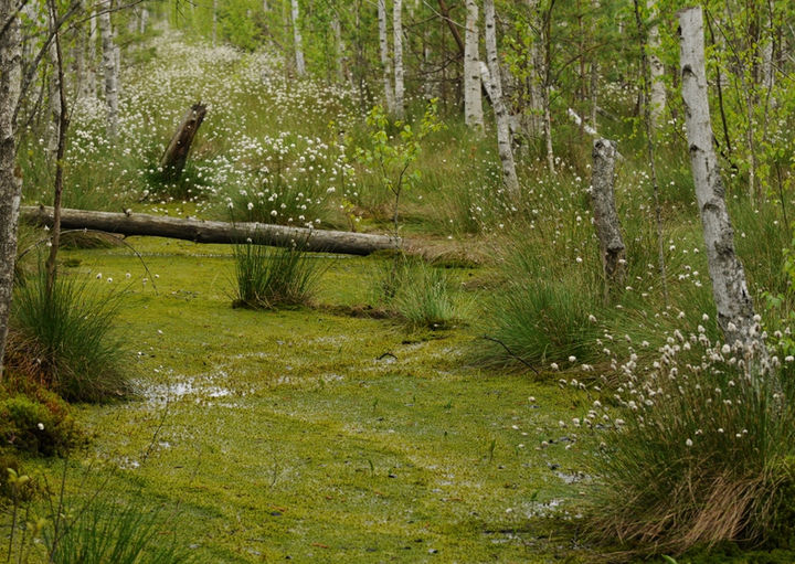 bagno - Prypecki Park Narodowy.jpg
