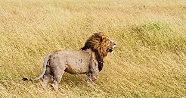 Lion Hunting for prey