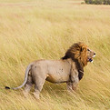Fierce Lion