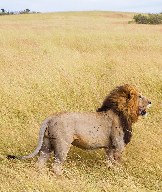 Lion in Grasslands
