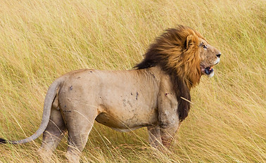 Fierce Lion