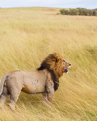 Fierce Lion