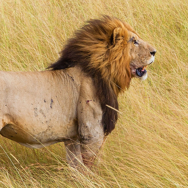 Fierce Lion