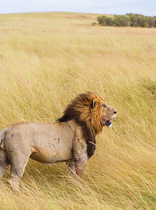 Fierce Lion