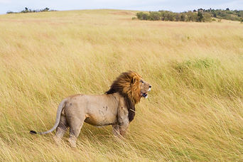 Fierce Lion