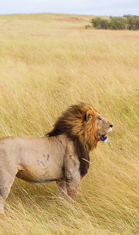 Fierce Lion