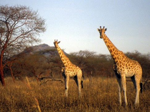 Waza National Park