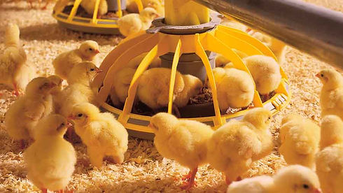 chicks-feeding-c-Fotex_Rex_Shutterstock.jpg