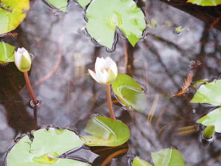 漣漪節氣曆 — 驚蟄至春分