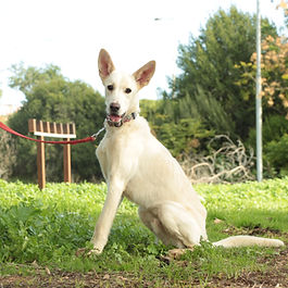 בינוני (20-25 ק"ג)