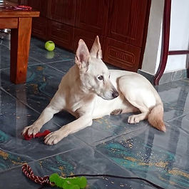 בינוני (20-25 ק"ג)