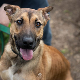 בינוני (20-25 ק"ג)