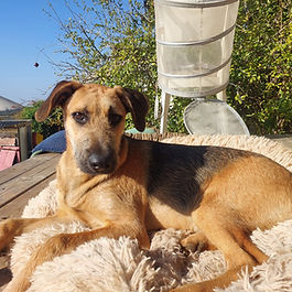 בינוני (20-25 ק"ג)