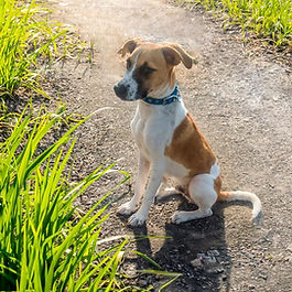 בינוני (20-25 ק"ג)