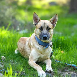בינוני (20-25 ק"ג)