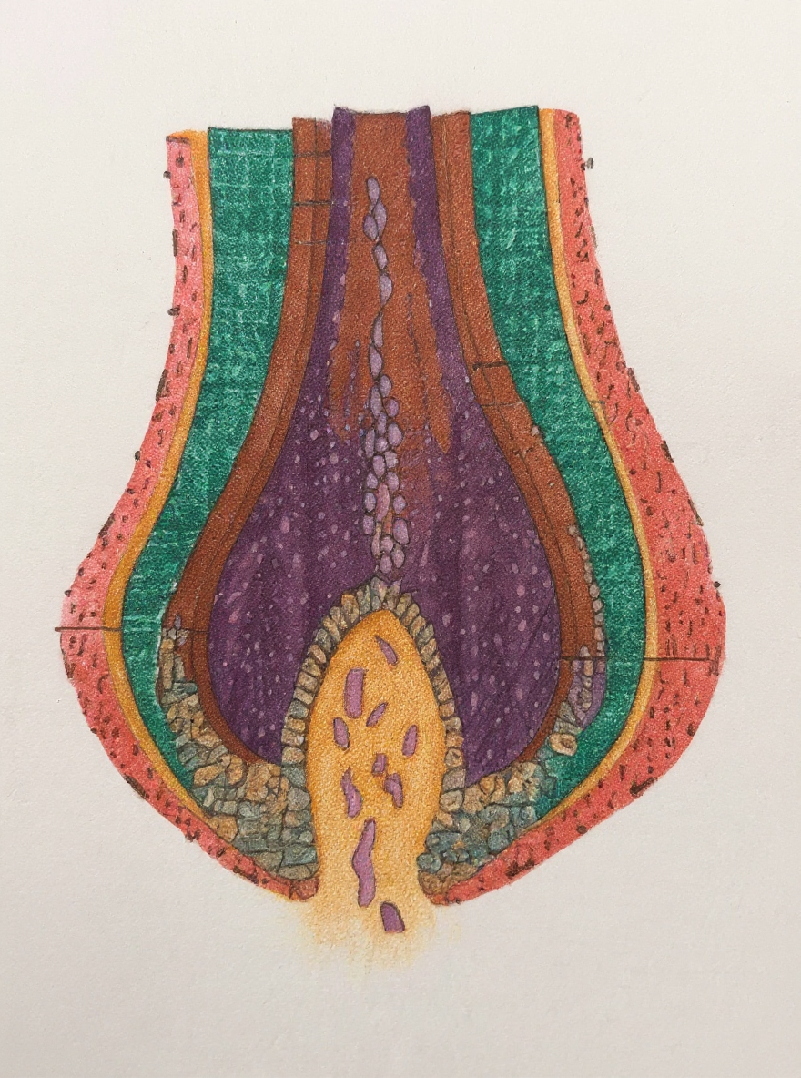 Matrix Cells in Action (Hair Follicle)