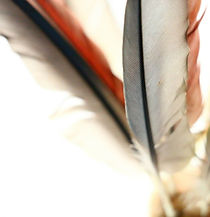 feathers on white background.jpg