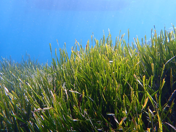 Posidonia_oceanica_(L).jpg
