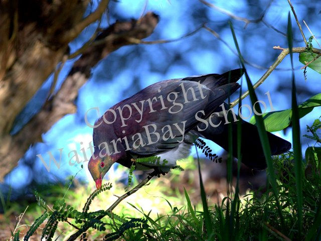 11 Nov - Agnes Takacs Kereru 34c