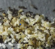ants.png