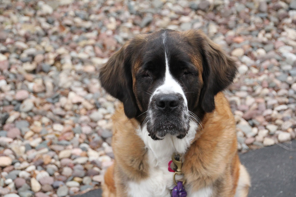 PUPPY LOVE-6th Annual Valentiny Contest