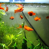 Freshwater Aquariums.jpg