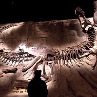 Dinosaur fossils finding.jpg