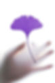 Annick_ginkgo.jpg
