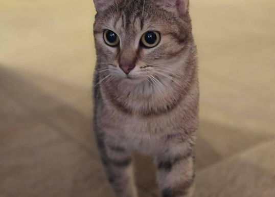 Léandre
