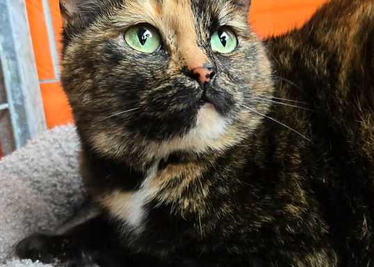 Augustina