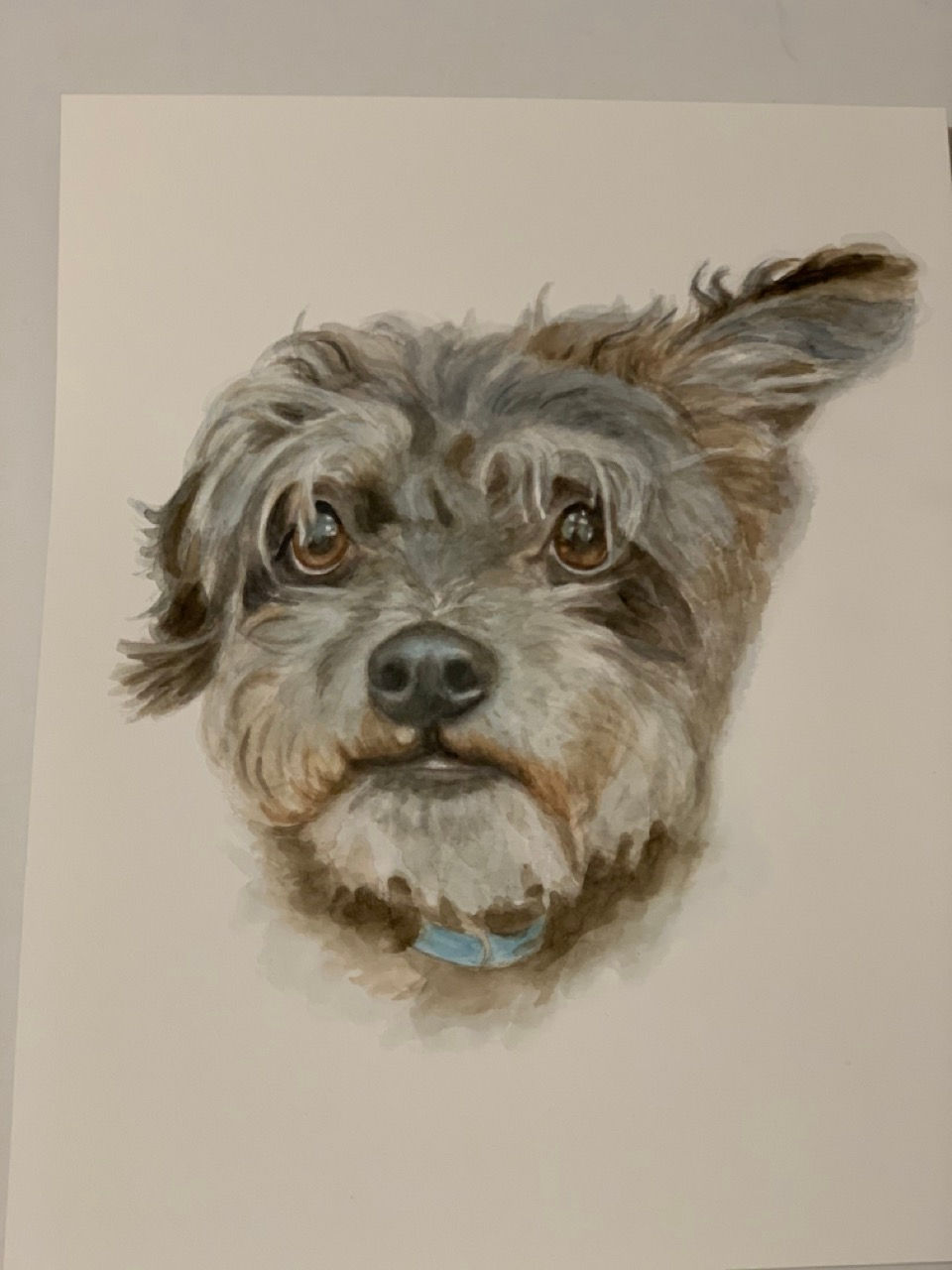 Dog portrait 