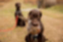 20171118-Close-355.jpeg
