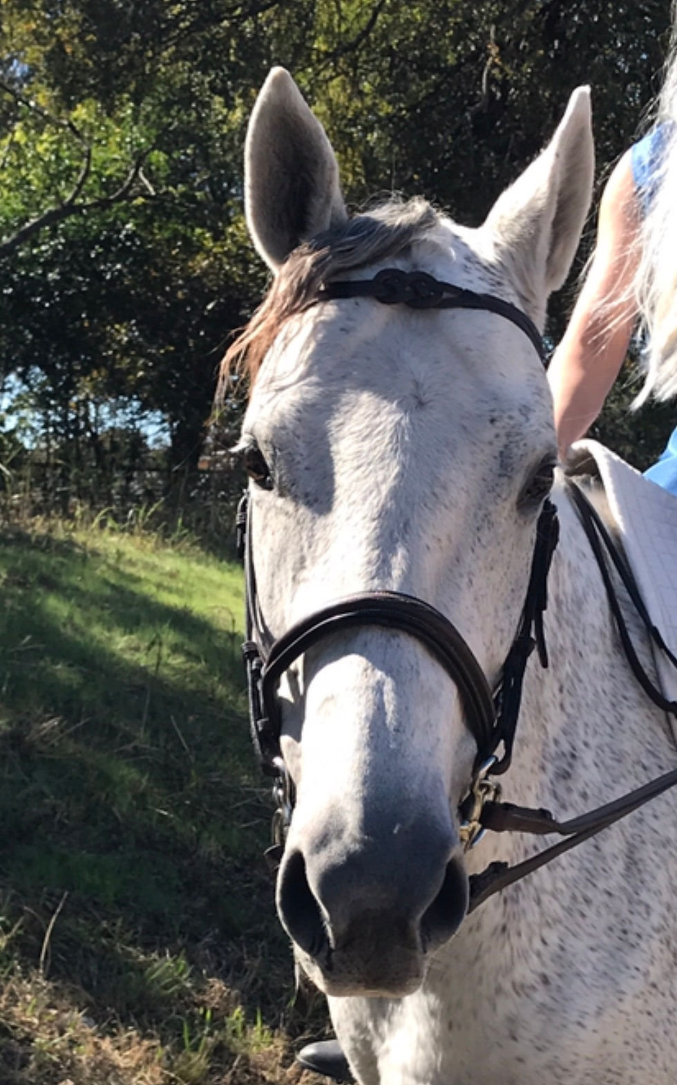 Thumbnail: Handmade solid leather browband with a flat knot, thong strapping to secure the knot and side loops. Black or brown leather