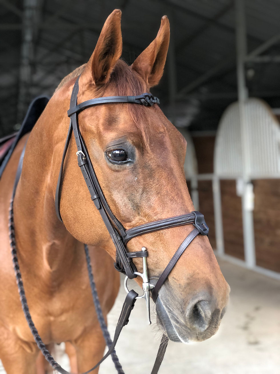 Thumbnail: Handmade solid leather browband with a flat knot, thong strapping to secure the knot and side loops. Black or brown leather